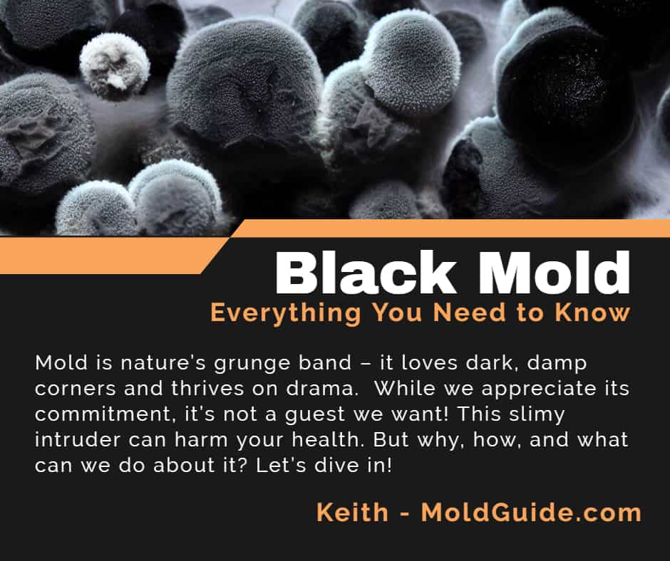 What is Non Toxic Black Mold? Risks, Identification, Removal